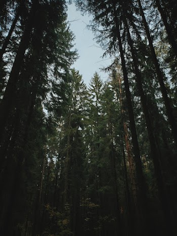 Green Forest Photo