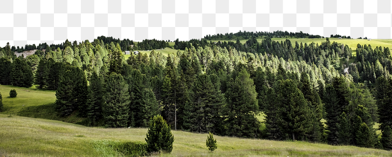 Green forest png border, nature | Free PNG - rawpixel