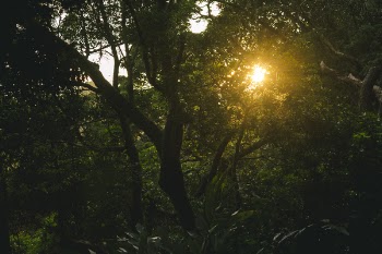 Green Forest Tree