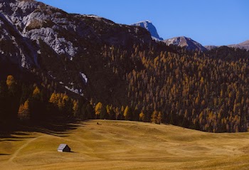 Green Forest Trees on Mountain
