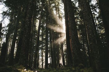 green forest trees photography