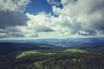 Green Forest Under Dark Cloudy Sky during Daytime