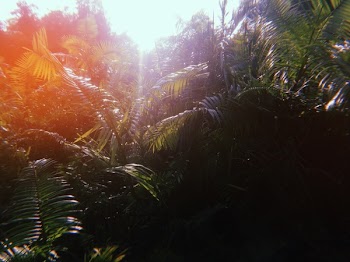 Green Forest Under Sunny Sky