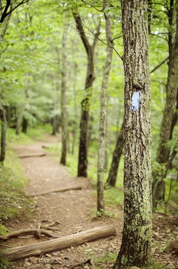 Green forest with trail background. | Free Photo - rawpixel