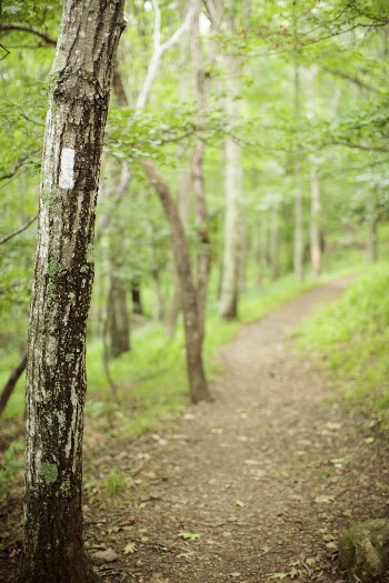 Green forest with trail background. | Free Photo - rawpixel