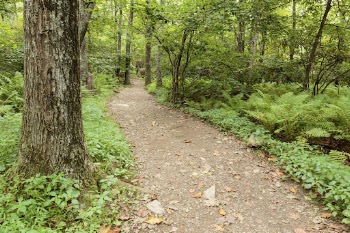 Green forest with trail background. | Free Photo - rawpixel