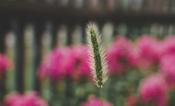 Green Fountain Grass Selective-focus Photography