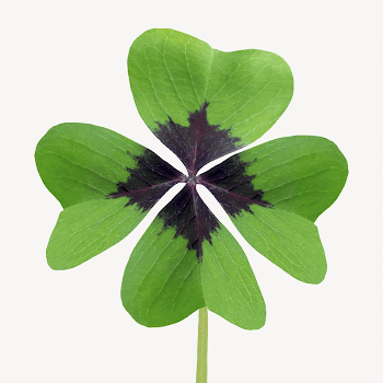 Green four-leaf clover  | Free Photo - rawpixel