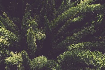 Green Foxtail Ferns Plant
