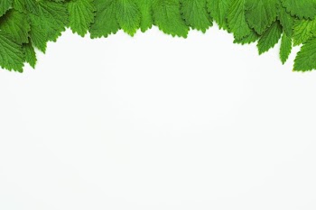 Green fresh lemon balm leaves at the top of white background Free Photo