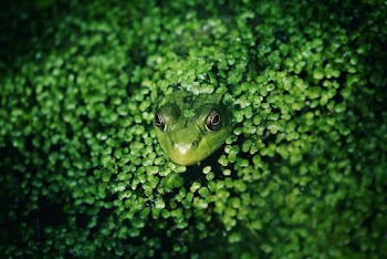 Green  frog