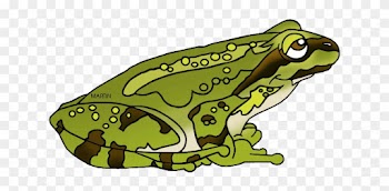 Green Frog Clipart Amphibian - Pacific Tree Frog Clipart