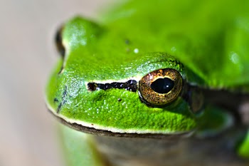 Green frog eyes