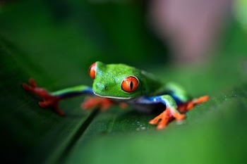 green frog on green leaf in selective focus photography