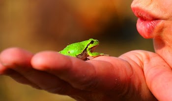 Green Frog on Top of Human Left Hand