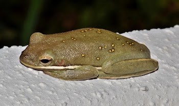 Green Frog on White Surface
