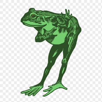 Green frog png sticker, animal | Free PNG - rawpixel