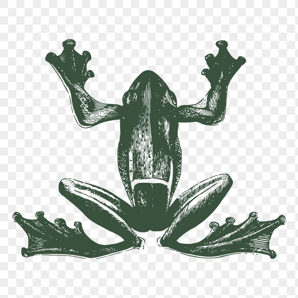 Green frog png sticker, vintage | Free PNG - rawpixel