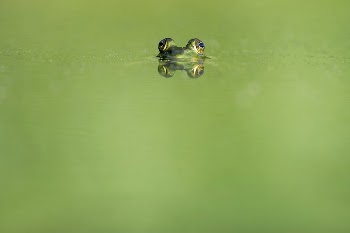 Green frog swimming in the water. | Free Photo - rawpixel