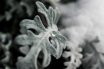 Green Frosted Leaf Plant