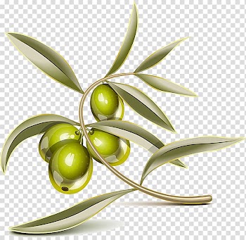 Green fruit animated , Olive leaf Olive branch , Olives transparent background PNG clipart