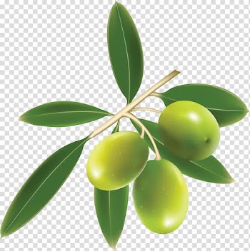 Green fruit illustration, Green Olives Trio transparent background PNG clipart
