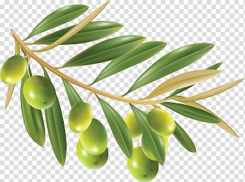 Green fruit, Olive oil , Olive transparent background PNG clipart