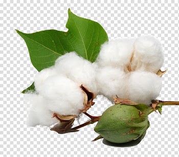Green fruit , Organic cotton Cottonseed oil, cotton plant transparent background PNG clipart