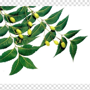 Green fruits, Neem Tree Neem oil Neem cake Azadirachtin, oil transparent background PNG clipart