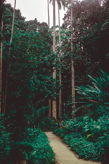 Green Garden Pathway