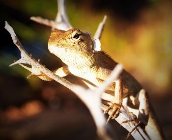 Green Gecko Perched on Tree Trunk