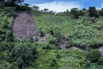 Green Gold, Sayote forest in the Philippines. | Free Photo - rawpixel