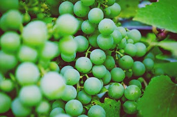 Green Grapes