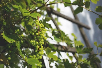 Green grapes 2