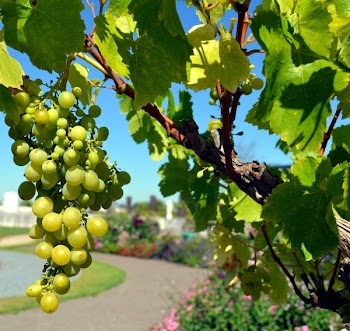 Green Grapes Fruit