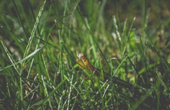 Green Grass