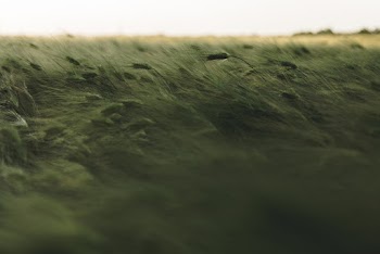 Green Grass