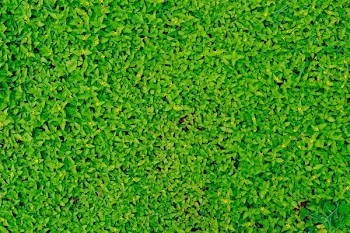 green grass