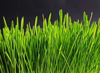 Green Grass
