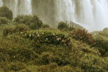 Green Grass
