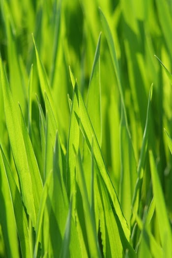 Green Grass