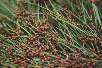green grass