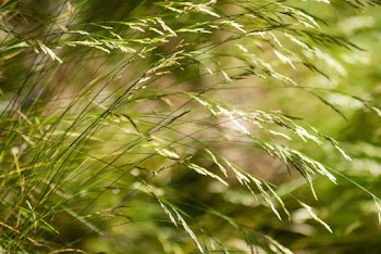 Green Grass