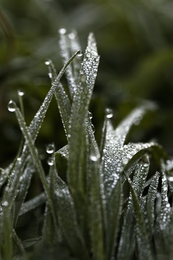 Green Grass