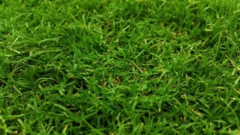 Green Grass