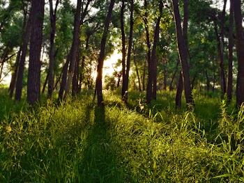 Green Grass