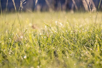 Green Grass