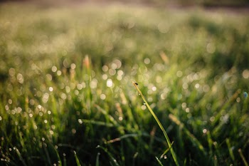 Green Grass