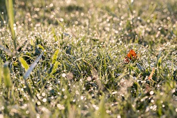 Green Grass