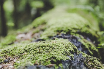 Green Grass